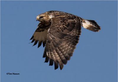 Rough-legged Hawk