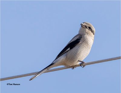 Northern Shrike