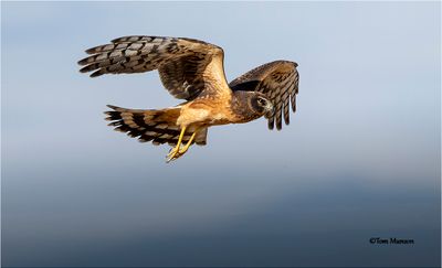 Northern Harrier