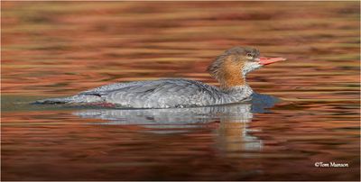 Common Merganser