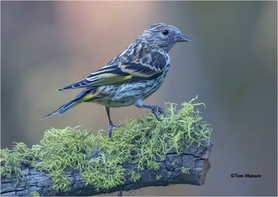 Pine Siskin