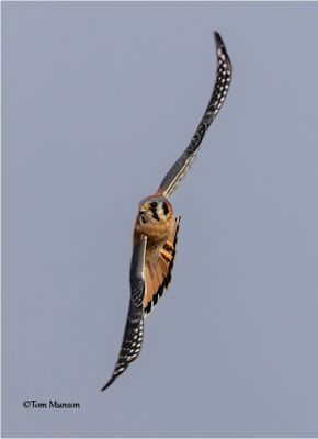 American Kestrel