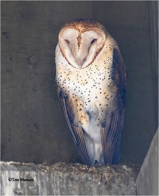 Barn Owl