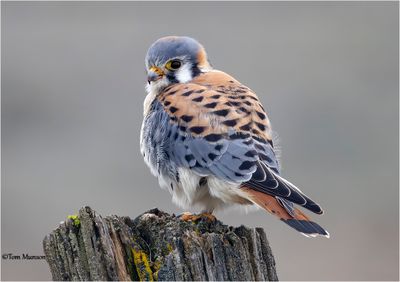 American Kestrel
