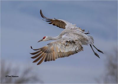 Sandhill Crane