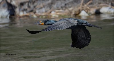 Double-crested Cormorant