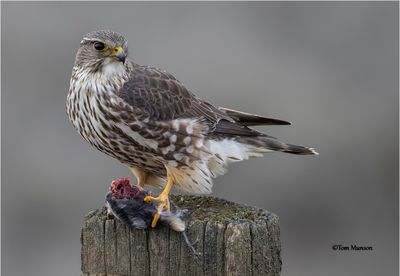 Merlin