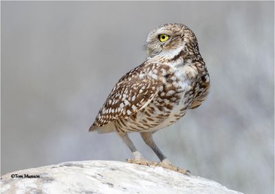 Burrowing Owl
