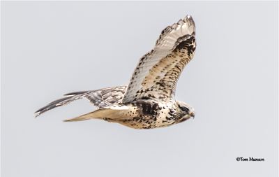 Rough-legged Hawk