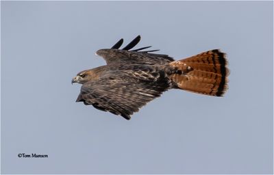 Red-tailed Hawk