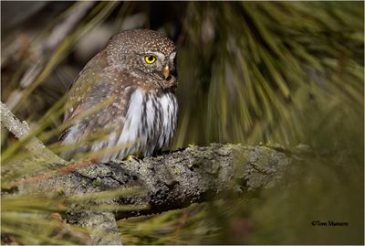 Pygmy Owl