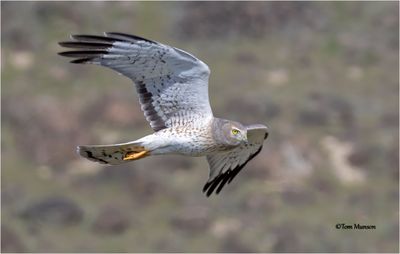 Northern Harrier