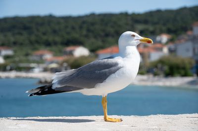 Kroatie_0442.jpg