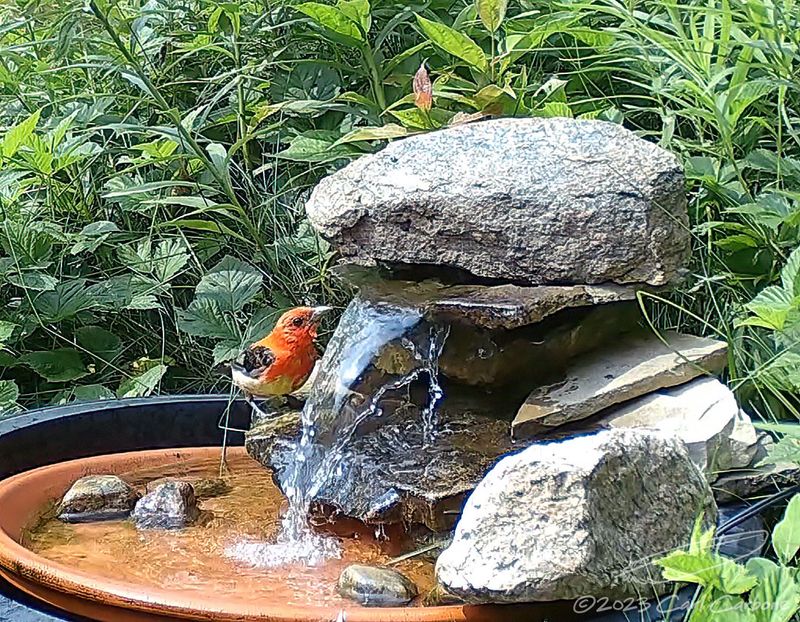 Bird Water Feature