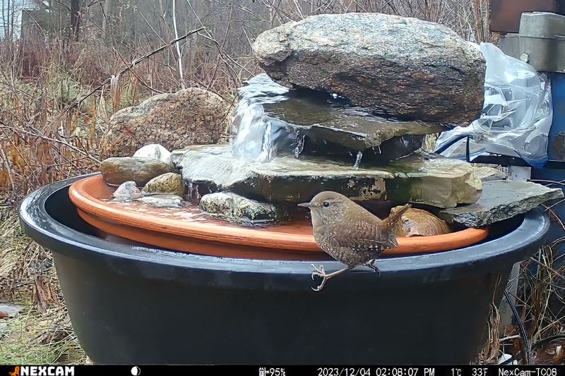 Bird Water Feature