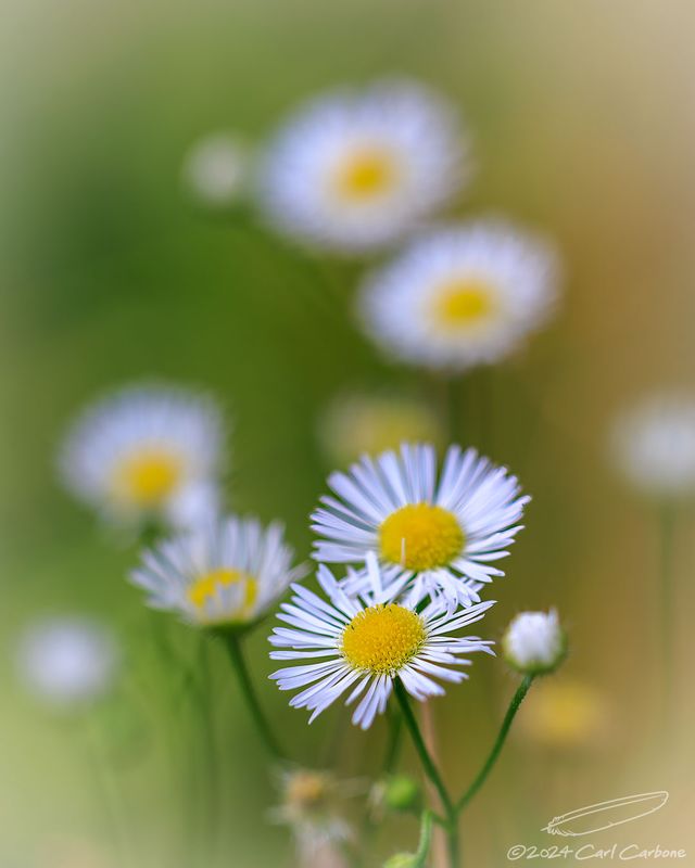 08/01/2024 - _42A7552.jpg