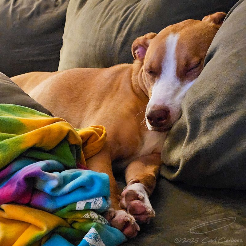 Photo-A-Day Galleries
