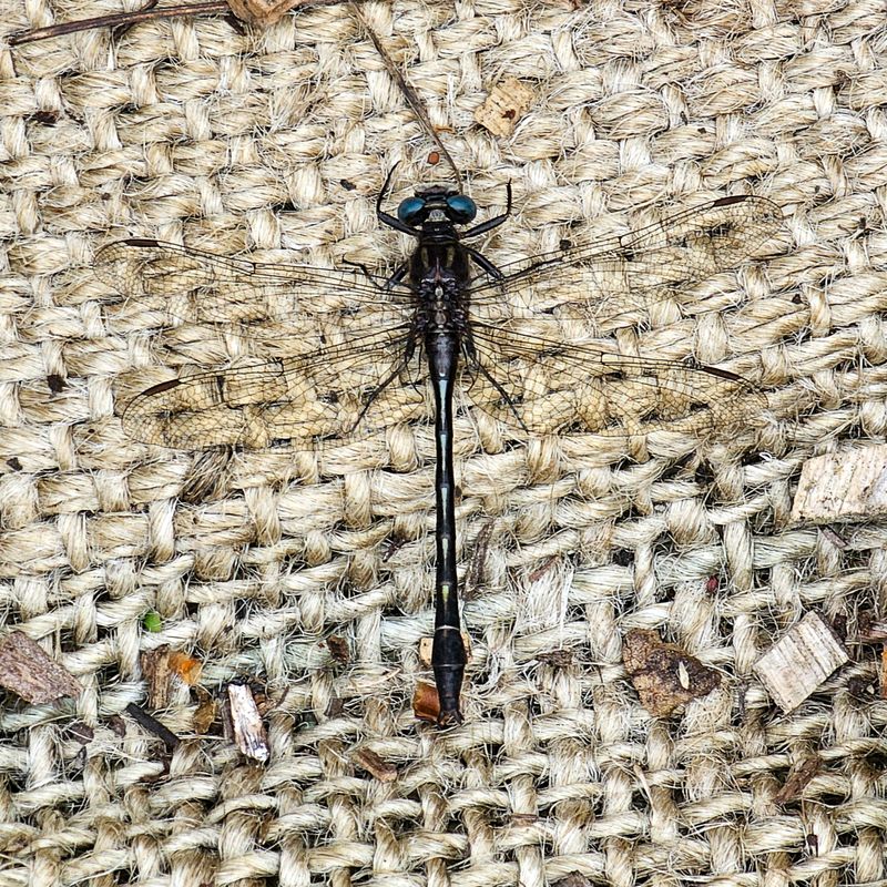 Insects and Spiders