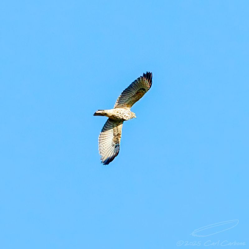 Photo-A-Day 2025