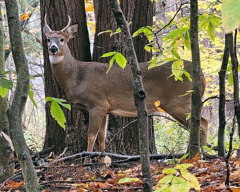 Photo-A-Day Galleries