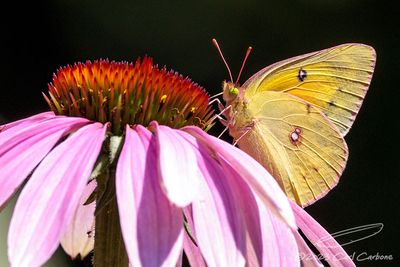 08/06/2023 - _42A1874.jpg