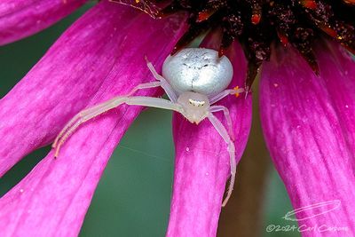 07/24/2024 - _42A7352-Enhanced-NR.jpg