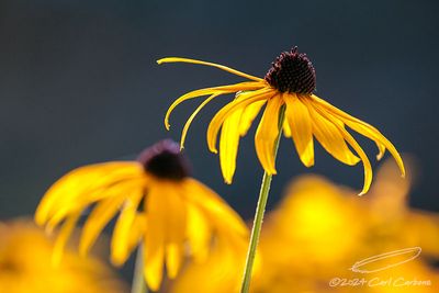 08/27/2024 - _42A8241.jpg