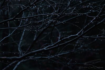 11/22/2024 - _42A9914.jpg