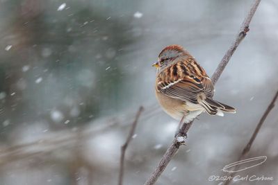 12/01/2024 - _42A9958.jpg
