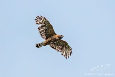 06/09/2025 - _42A0986.jpg