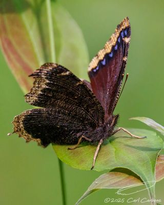 06/25/2025 - _42A1022.jpg