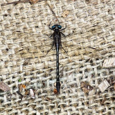 Insects and Spiders
