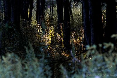 08/12/2025 - _42A1507.jpg