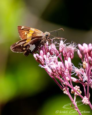 08/29/2025 - _42A1710.jpg