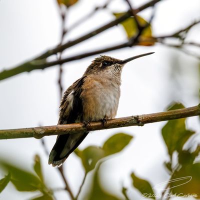 09/06/2025 - 3T7A6178.jpg