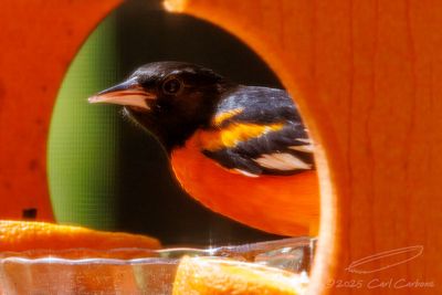 Photo-A-Day 2025
