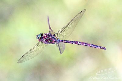 09/16/2025 - 3T7A6382.jpg