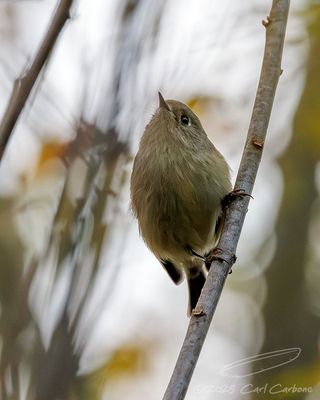 10/12/2025 - _42A2208.jpg