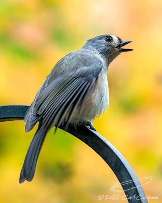 10/19/2025 - _42A2307.jpg