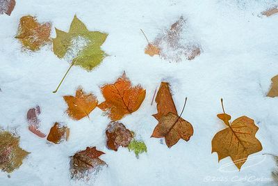 11/11/2025 - LRM-164233.jpg