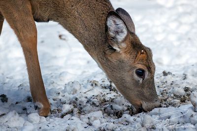 12/01/2025 - _42A2857.jpg