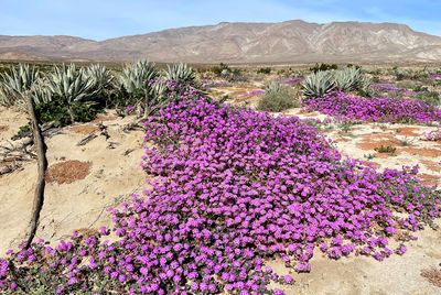 Deserts & National Parks