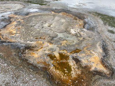 Anemone Geyser