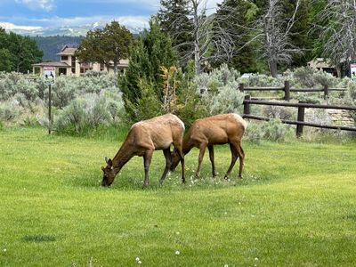 Grazing