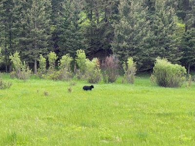 Black bear ... from a distance