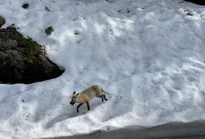 Dinner in its mouth. Elevation 8800 feet