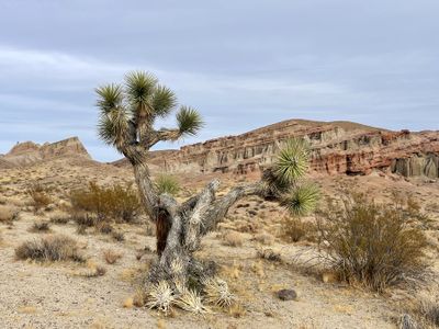 Lonely Joshua tree