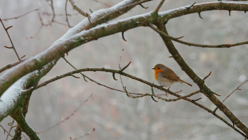 Robin in the cold