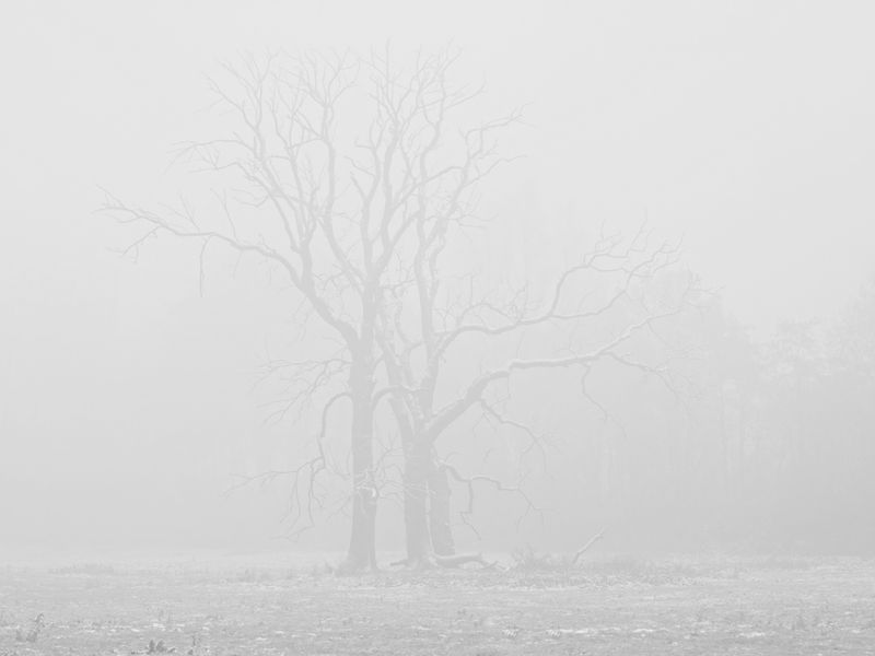 Snow and Fog - XI - my favorite tree