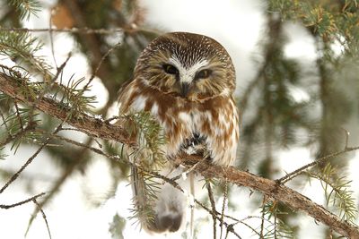 Northern Saw-whet Owls